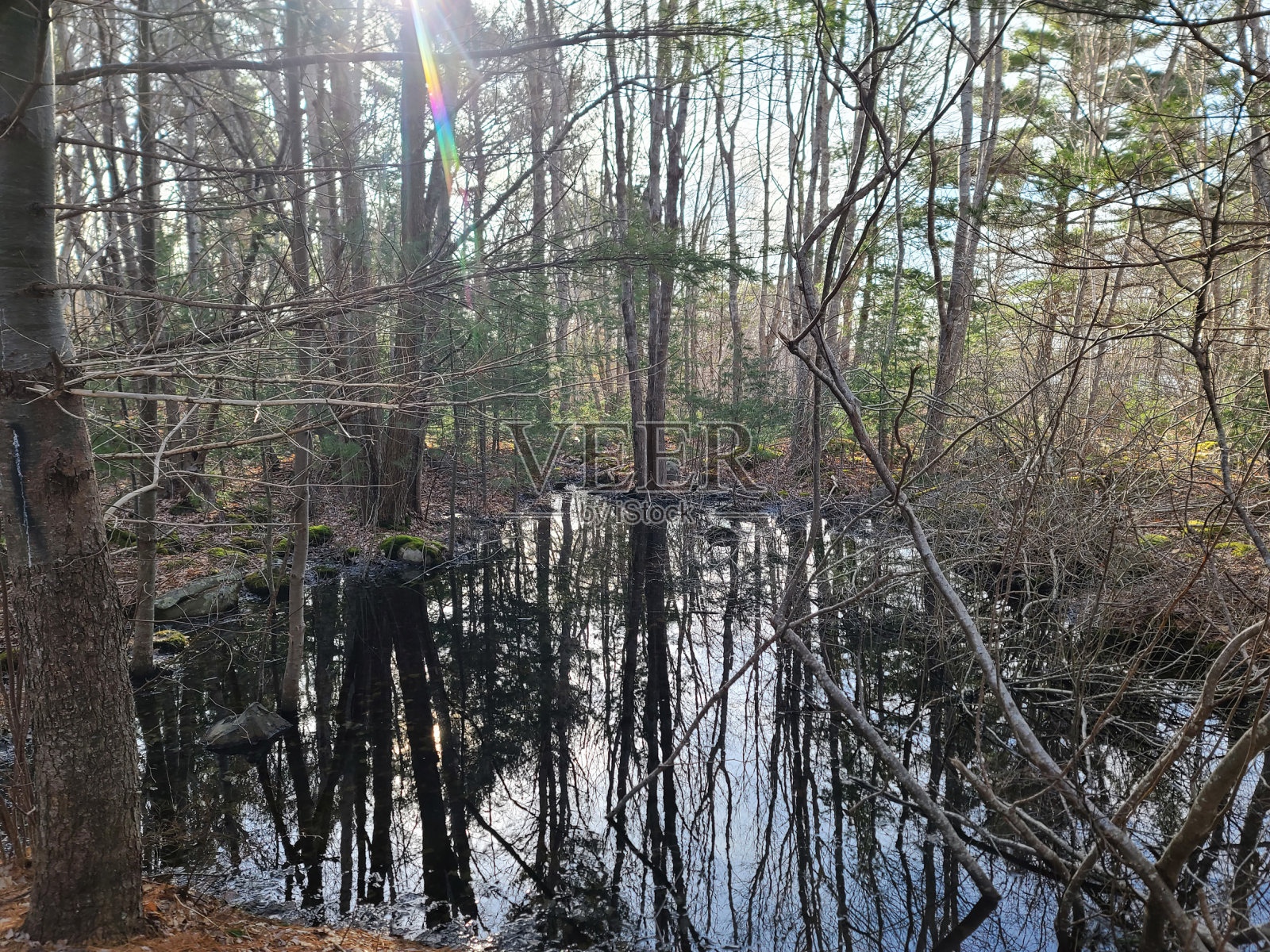 淹没林区照片摄影图片