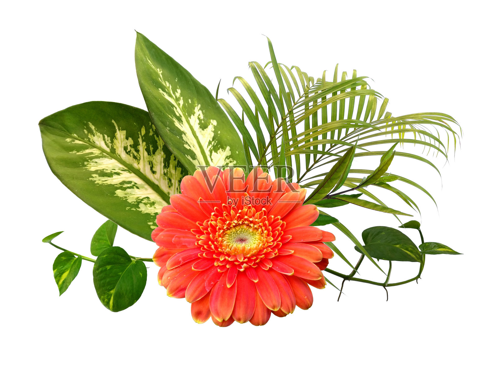 用于装饰或框架的叶和花插花。美丽的绿叶。花和绿叶孤立在白色背景上。照片摄影图片