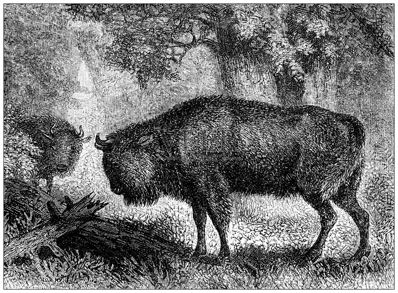 古董插图:野牛插画图片素材