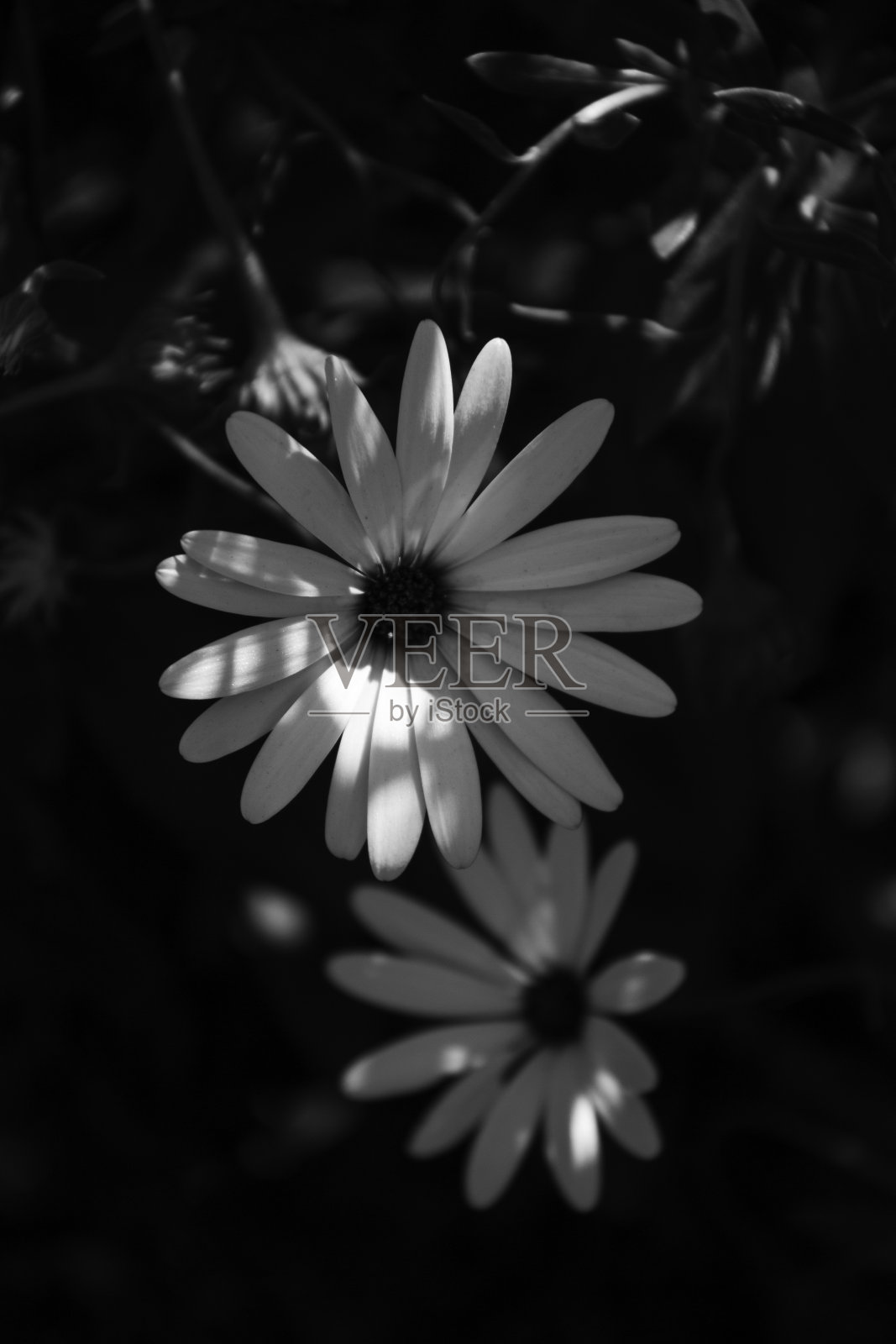 白菊花照片摄影图片