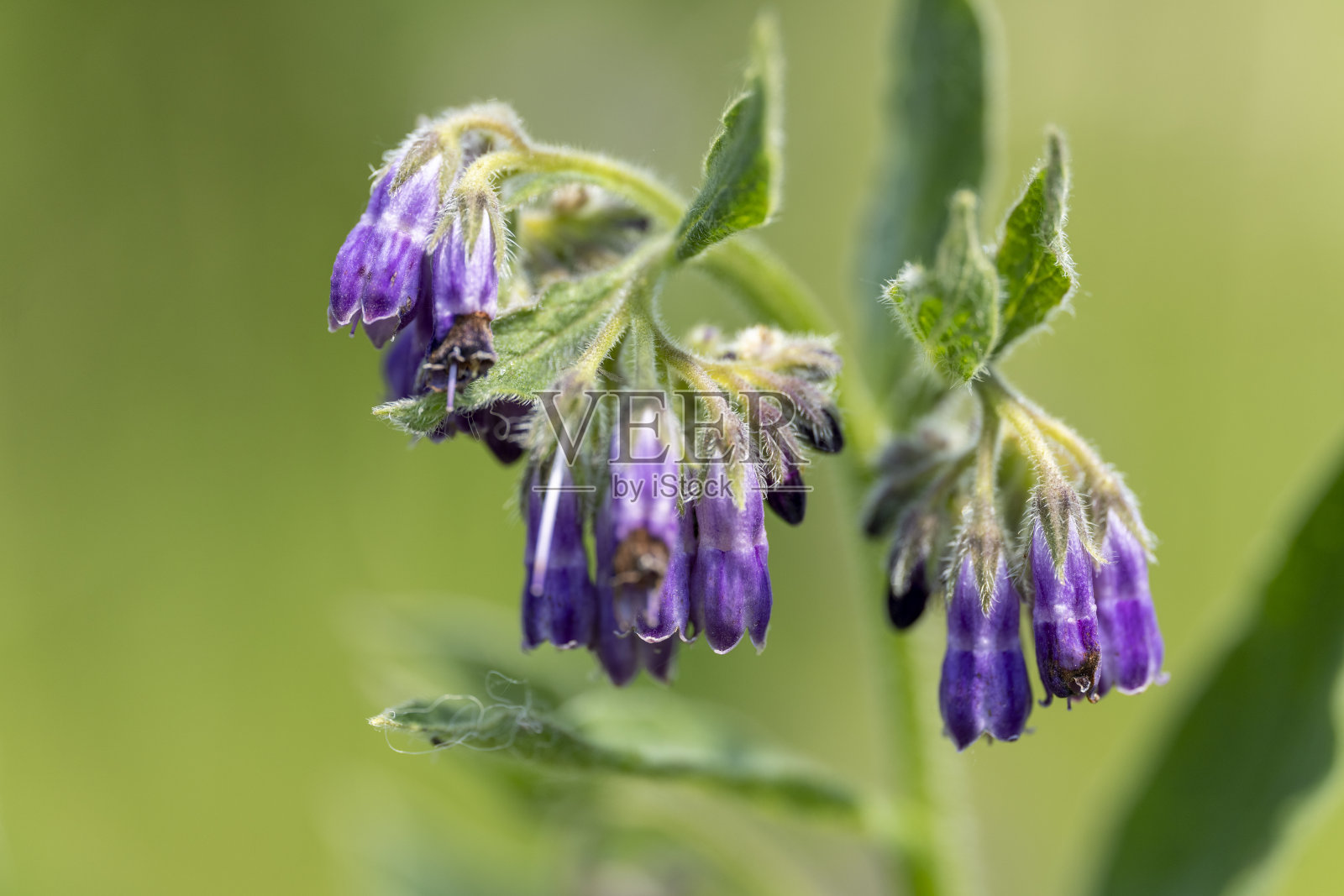 野花草地上的琉璃苣花照片摄影图片
