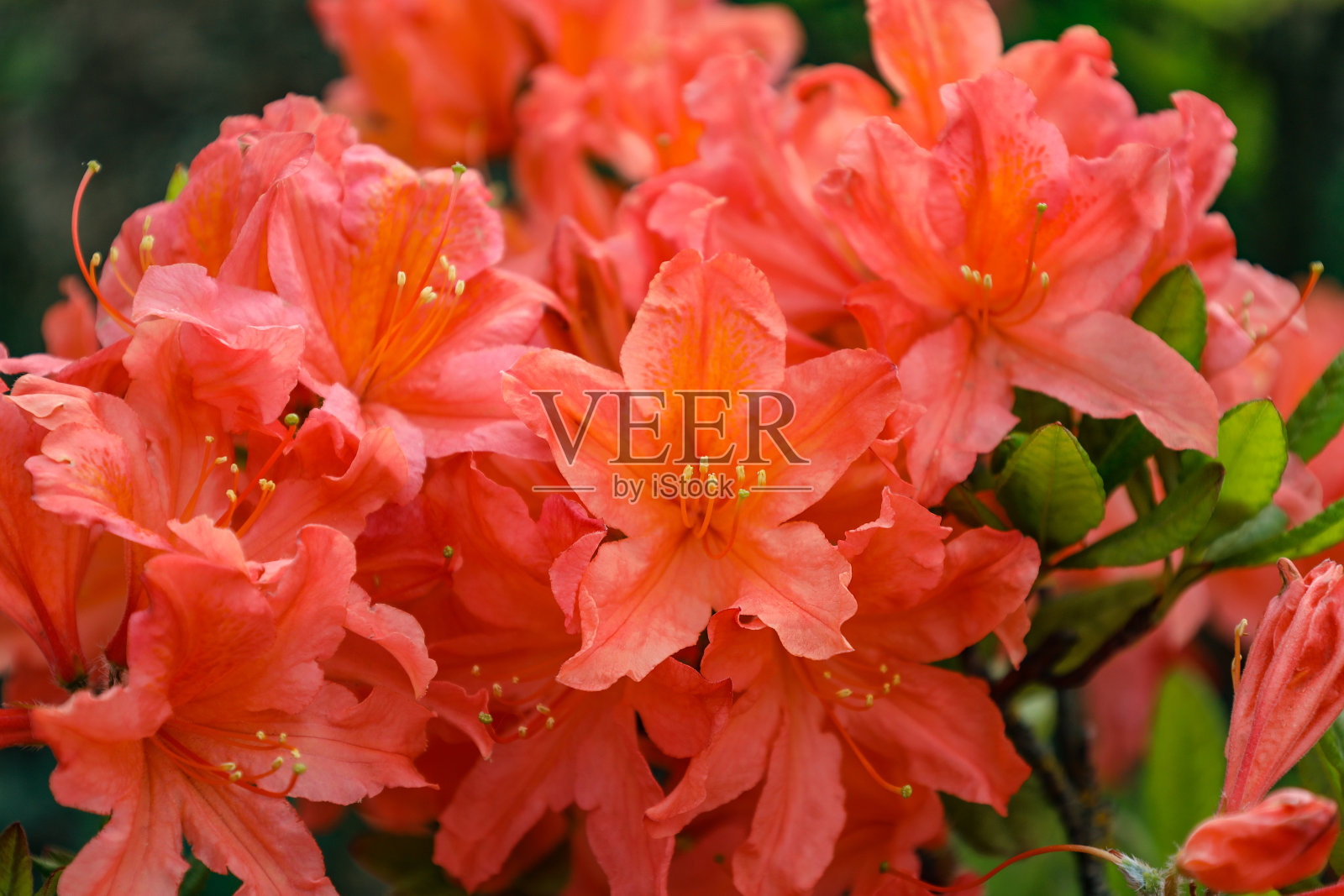 橙色杜鹃花特写。红杜鹃照片摄影图片