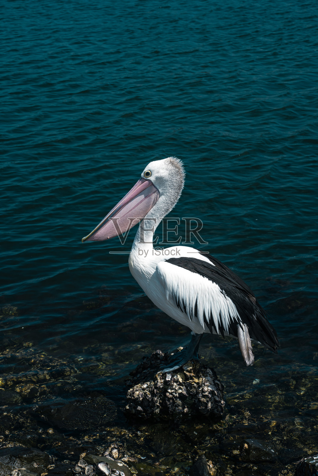 鹈鹕照片摄影图片