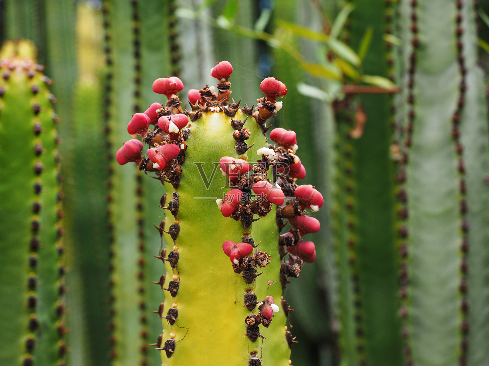 加那利大戟(cardon, Canary expurgo)照片摄影图片