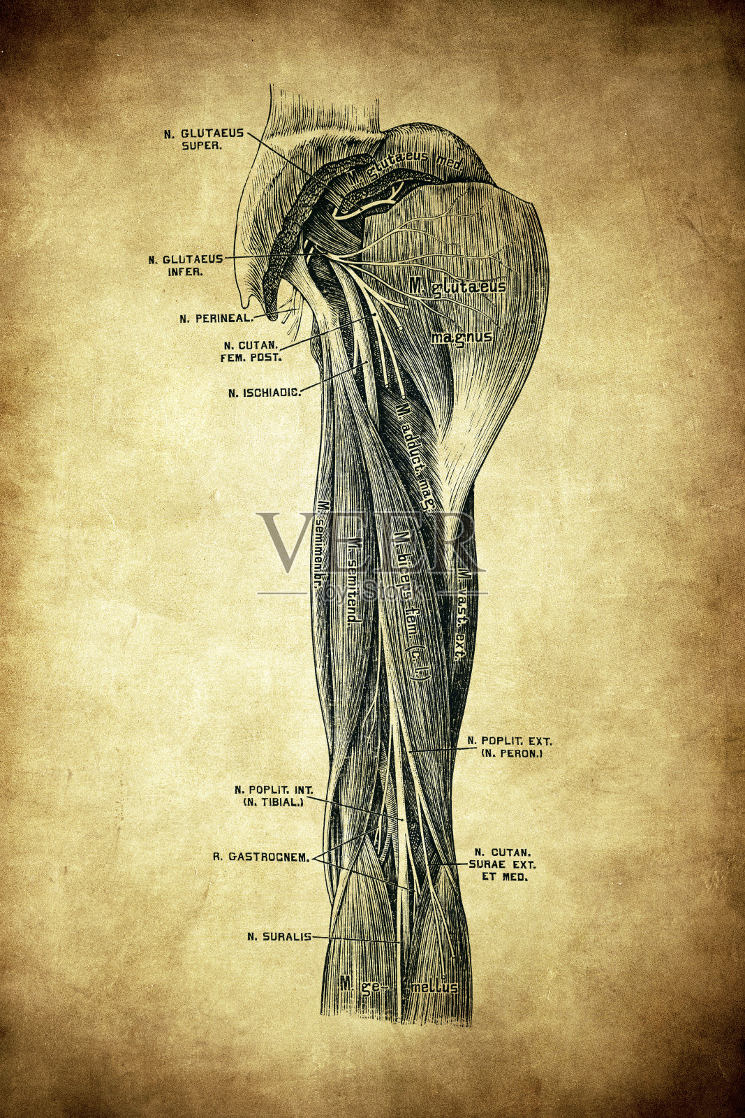 坐骨神经插画图片素材