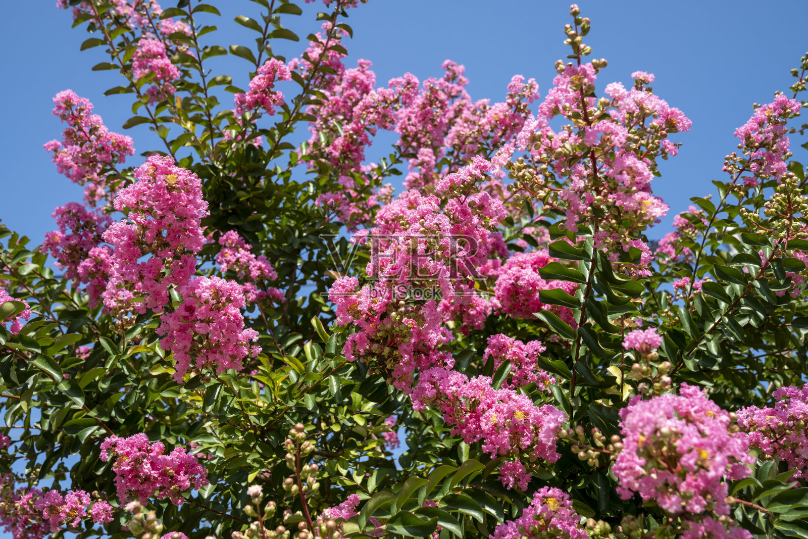 开花的紫薇。美丽的粉红色花在油漆树在模糊的蓝天背景。有选择性的重点。照片摄影图片