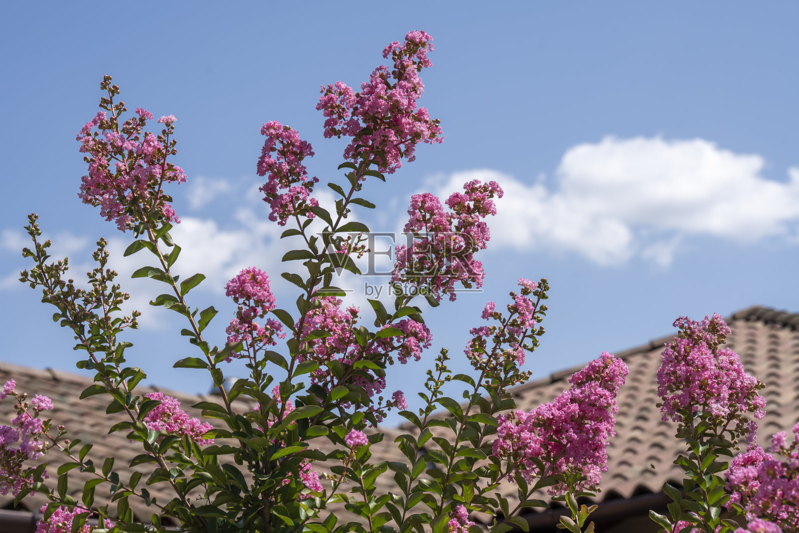 开花的紫薇。美丽的粉红色花在油漆树在模糊的蓝天背景。有选择性的重点。照片摄影图片
