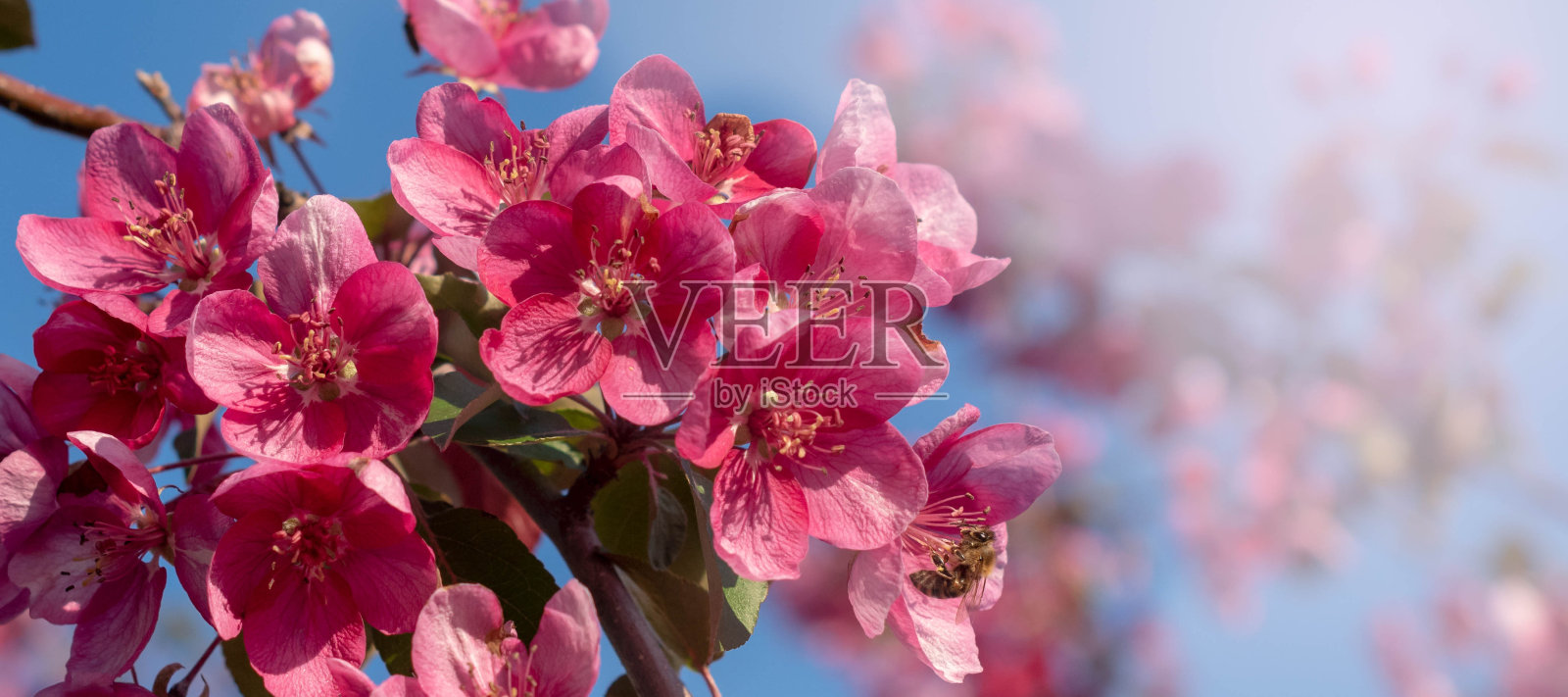 春天的背景是鲜花。观赏苹果树开花。海棠盛开的树木。苹果的天堂。有选择性的重点照片摄影图片