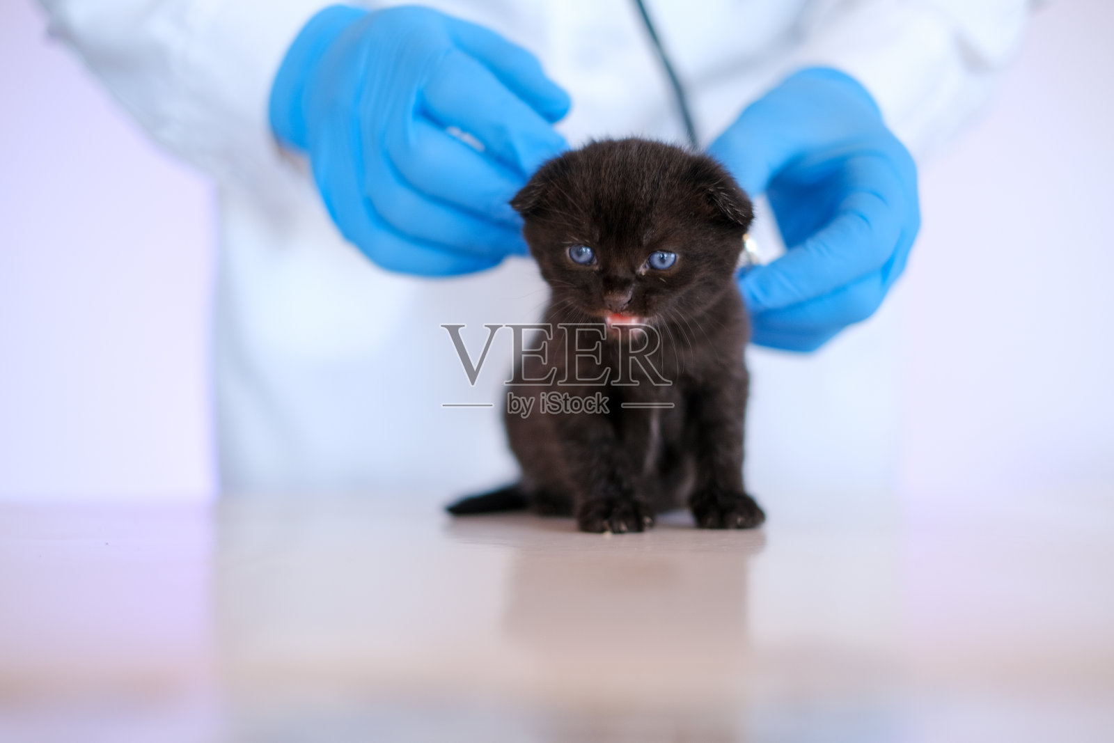 小猫和兽医。医生手里拿着一只蓝眼睛的黑色小猫。猫的健康。兽医检查。英国短毛黑猫。婴儿的小猫。药对动物。照片摄影图片