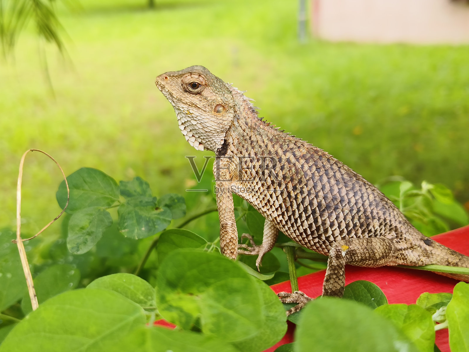 花园的蜥蜴照片摄影图片