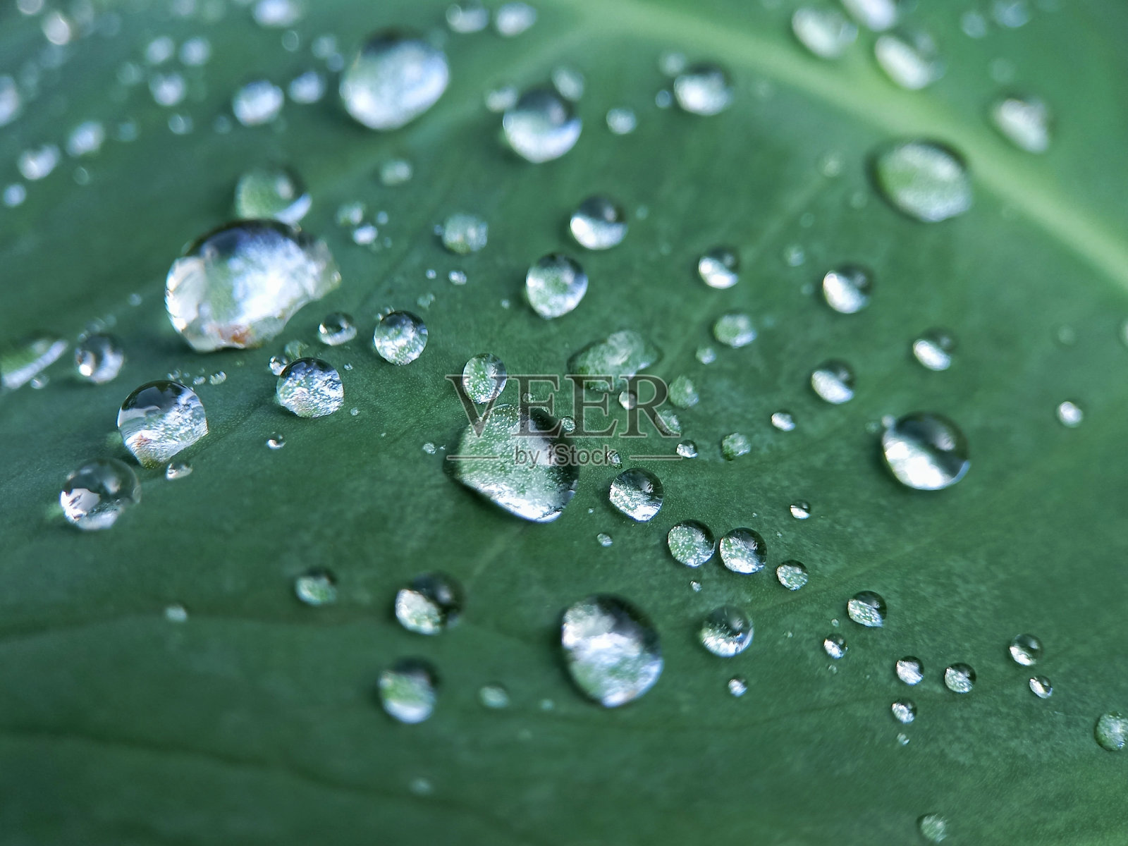 芋头上的露珠照片摄影图片