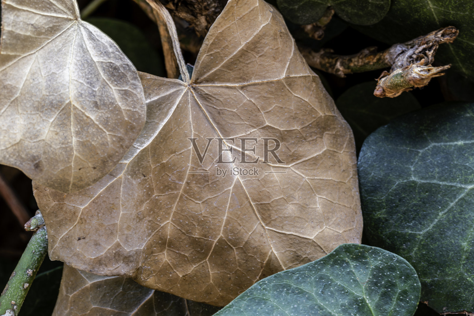 爬虫叶子照片摄影图片