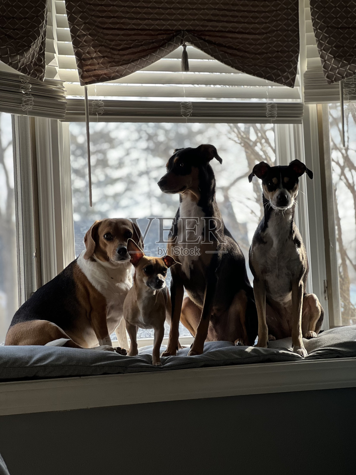 幼崽照片摄影图片