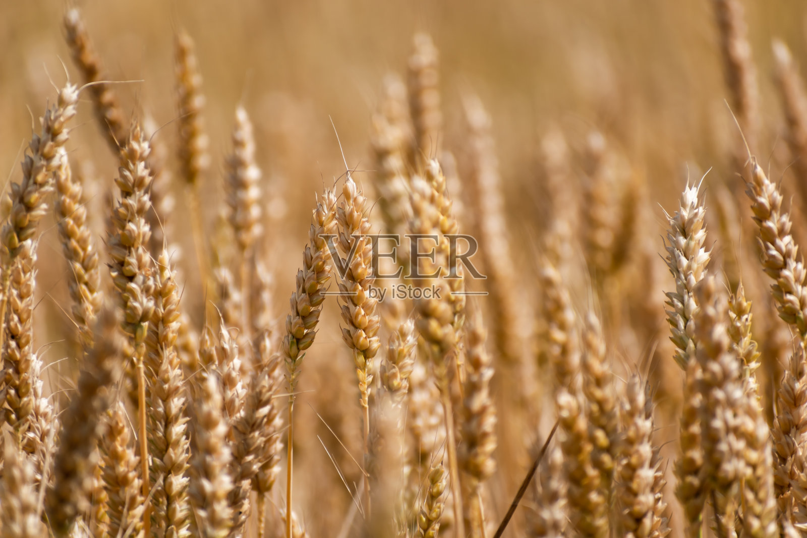 夏天麦田里的麦穗，茎秆和谷粒照片摄影图片