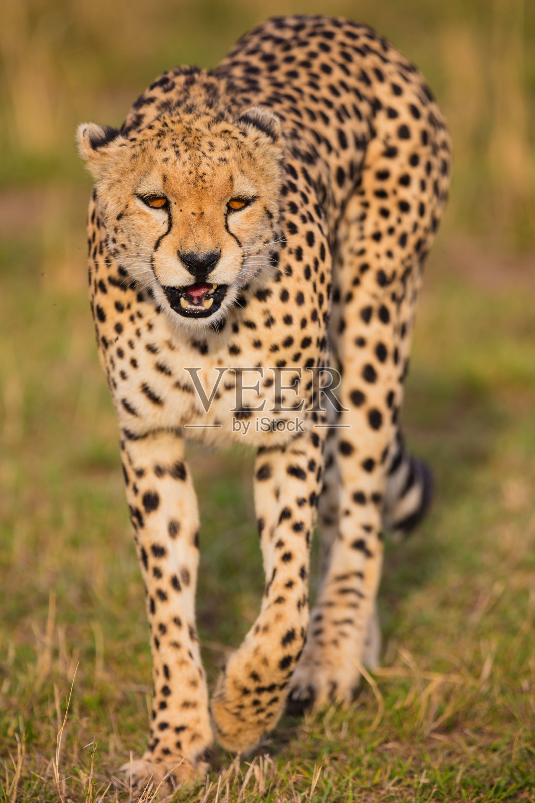 猎豹走照片摄影图片