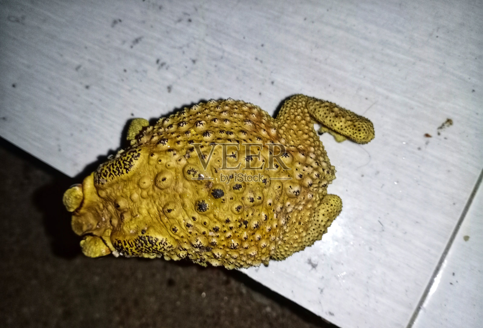 亚洲蟾蜍照片摄影图片