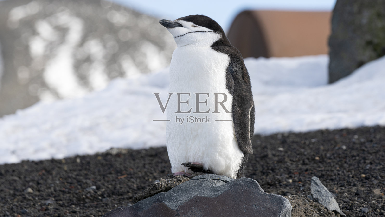 在南极洲的欺骗岛上追逐企鹅照片摄影图片