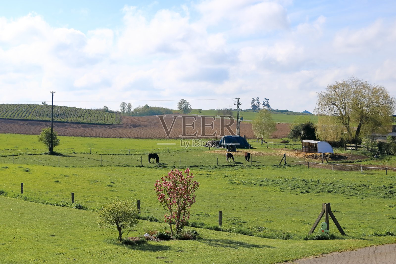三匹棕色的马在农场吃草照片摄影图片