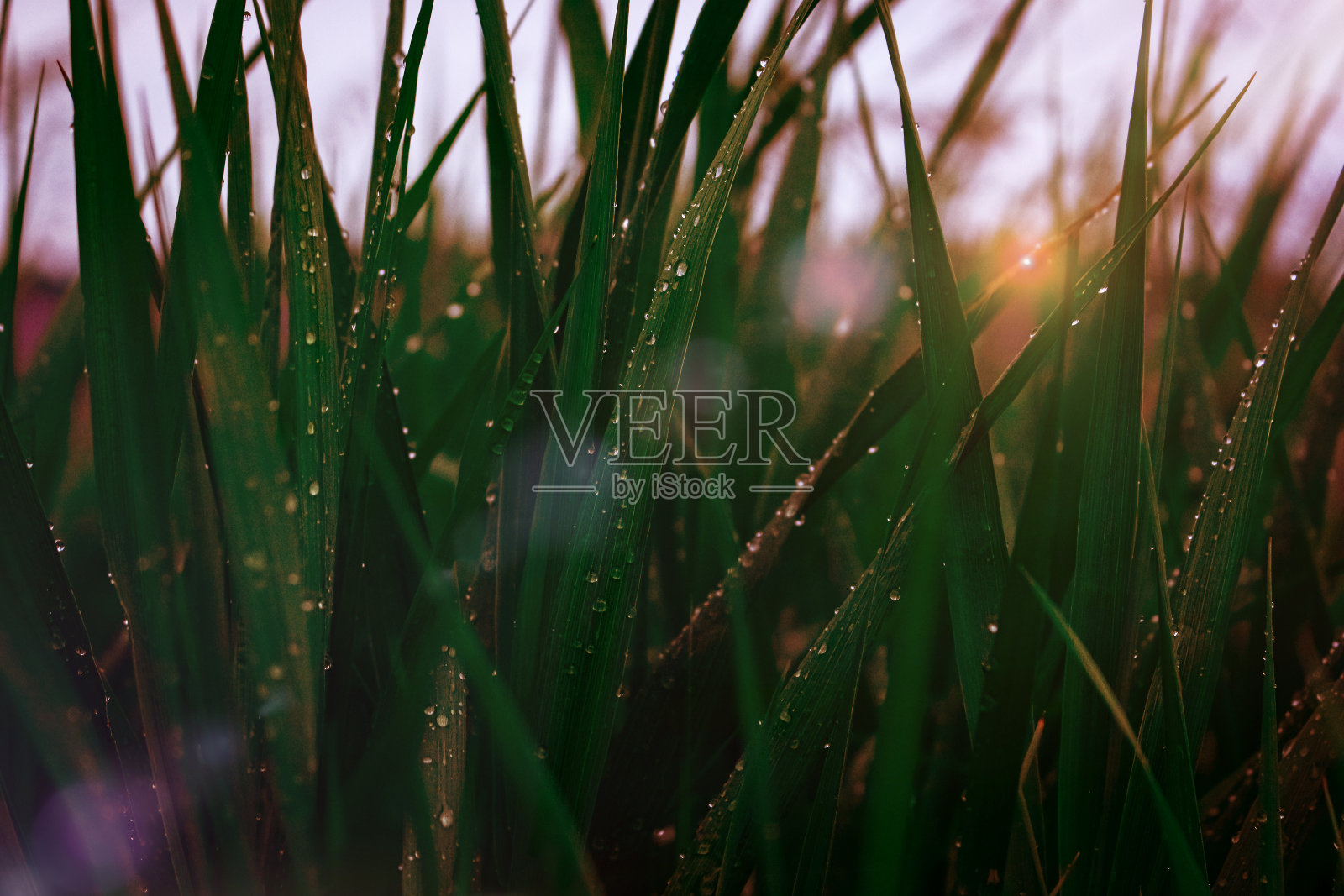 多汁的绿草照片摄影图片