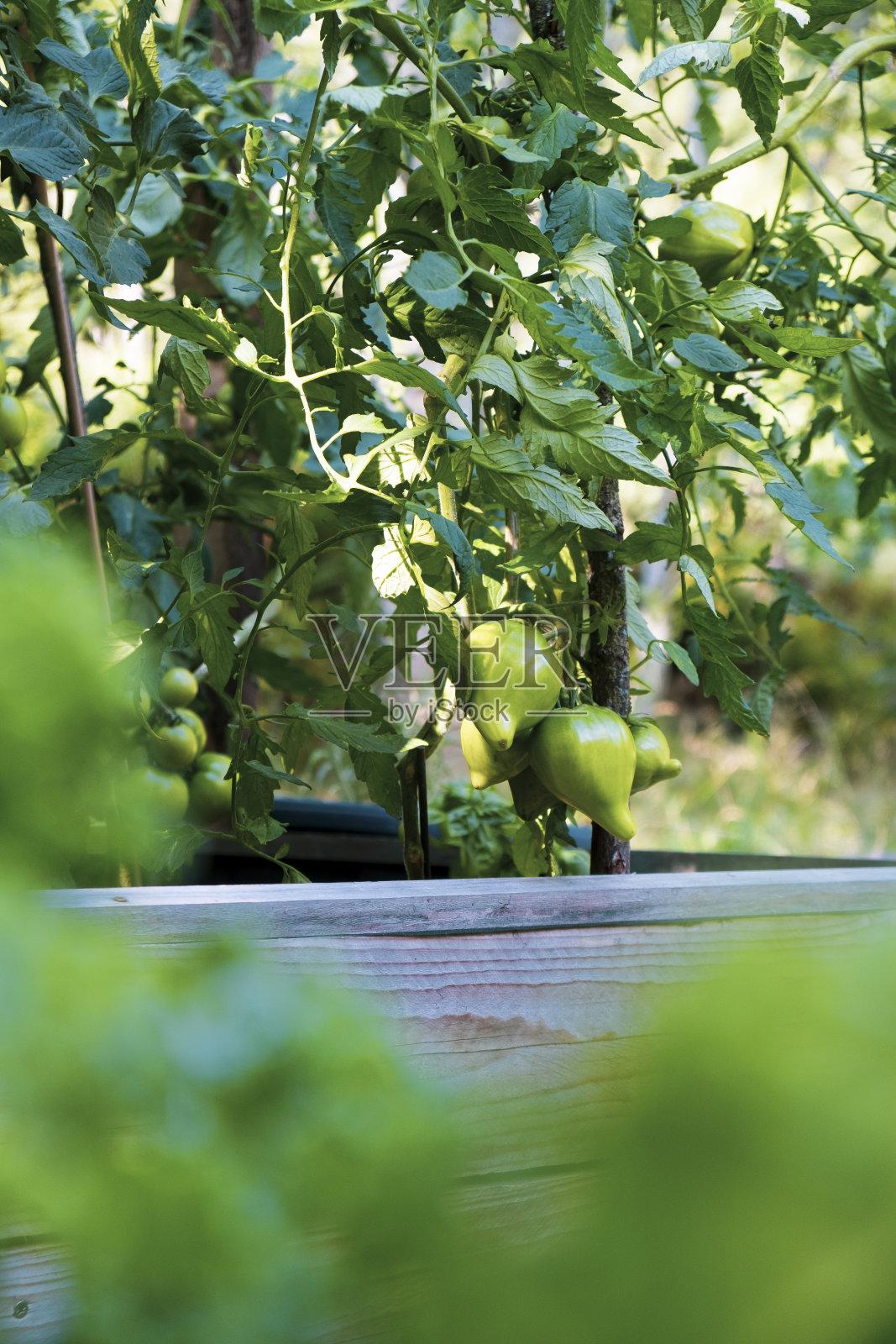 蔬菜园里的小绿番茄照片摄影图片