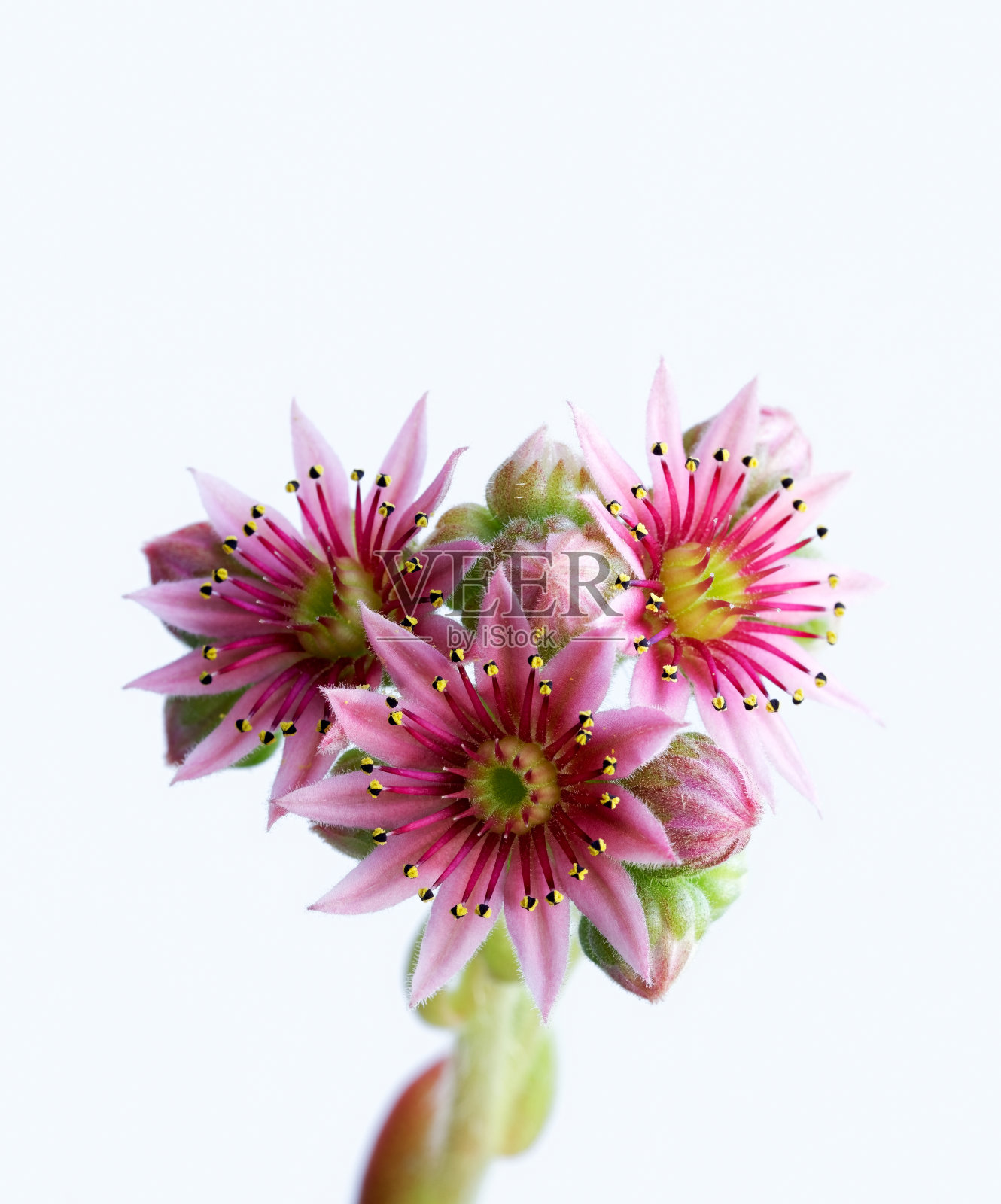 盛开的普通家蚕照片摄影图片