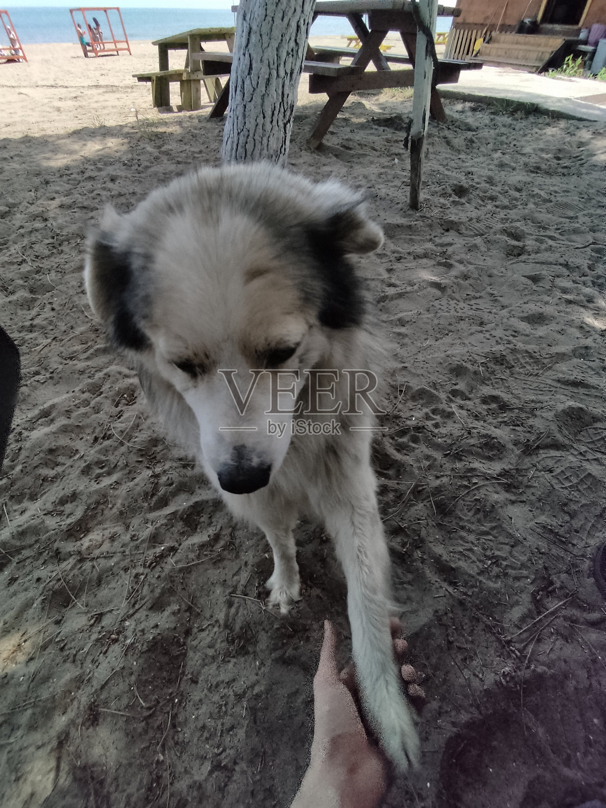 狗向疲倦的工人伸出手照片摄影图片