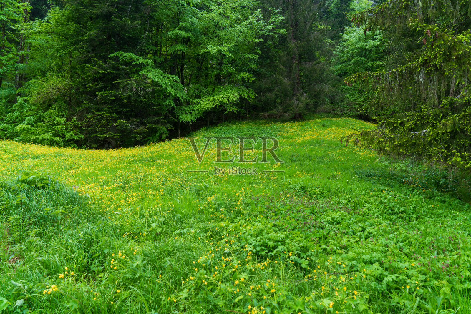 参观哈尔施塔特盐矿旁边的草地。照片摄影图片