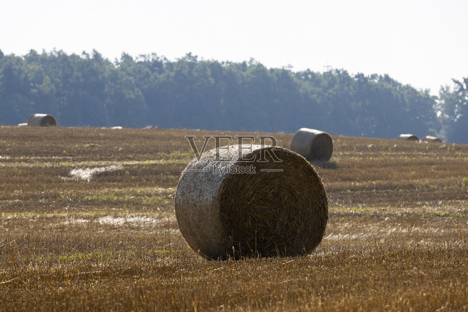 夏天种谷物的田地照片摄影图片