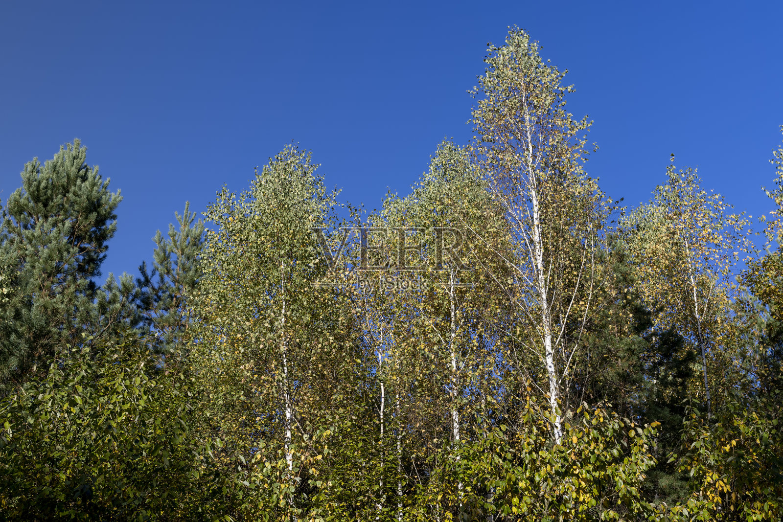 秋天的桦树林中有高大的桦树照片摄影图片