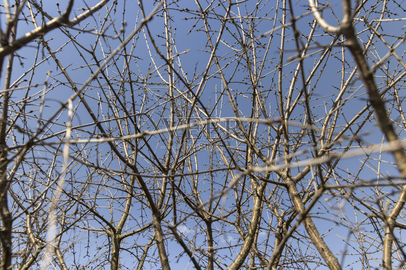 初春阳光明媚的梓树照片摄影图片