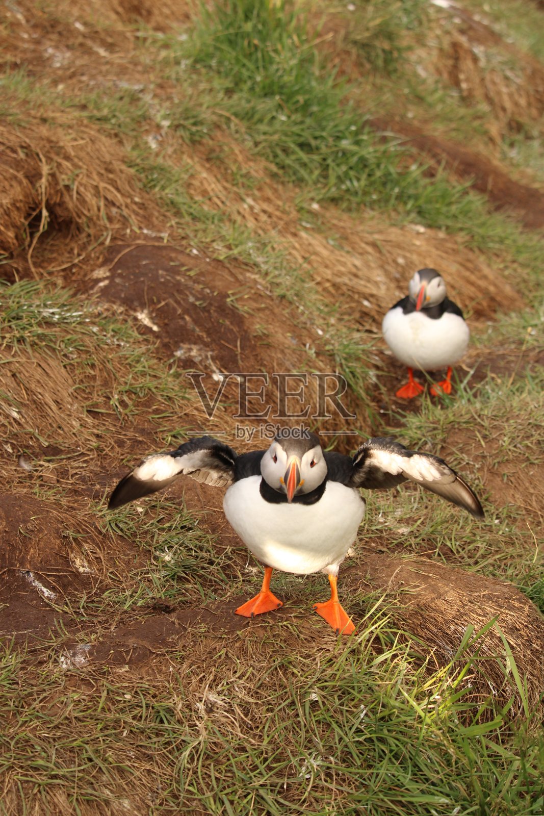 冰岛东海岸的海雀照片摄影图片