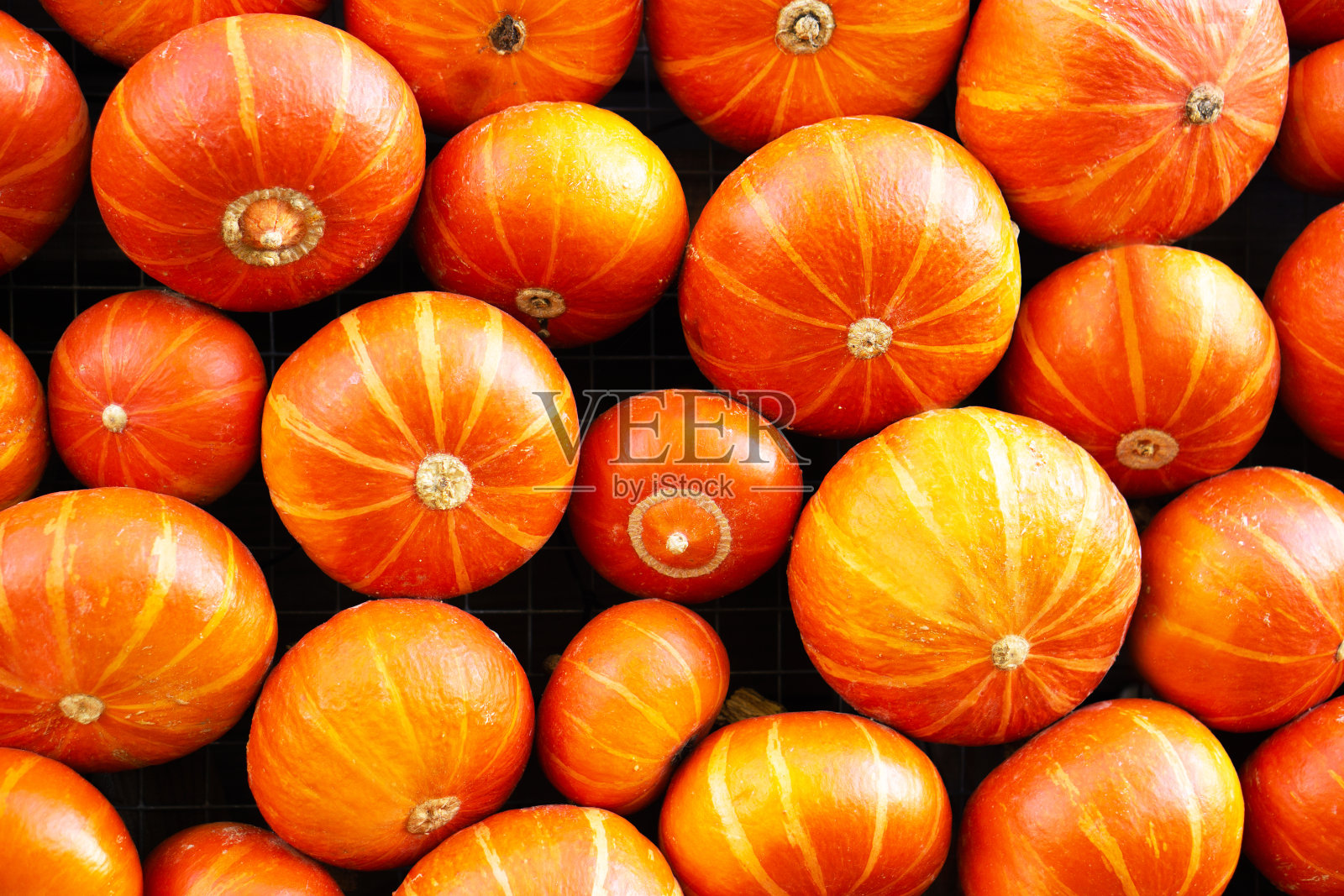 田地里有许多成熟的橙色南瓜。照片摄影图片