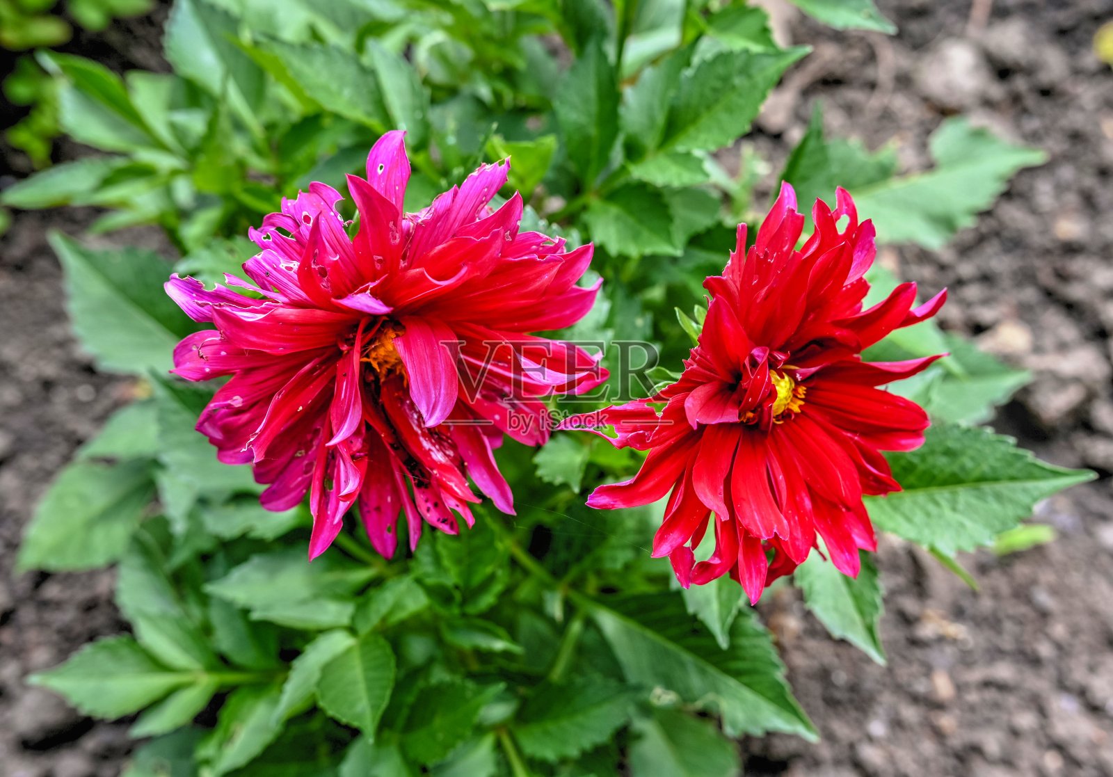 红色的大丽花在绿叶的背景上照片摄影图片