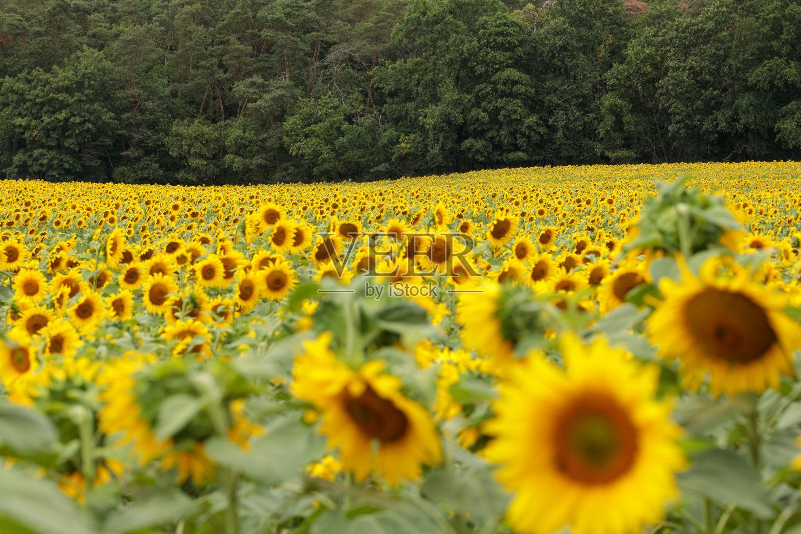 森林下黄色的向日葵田。照片摄影图片