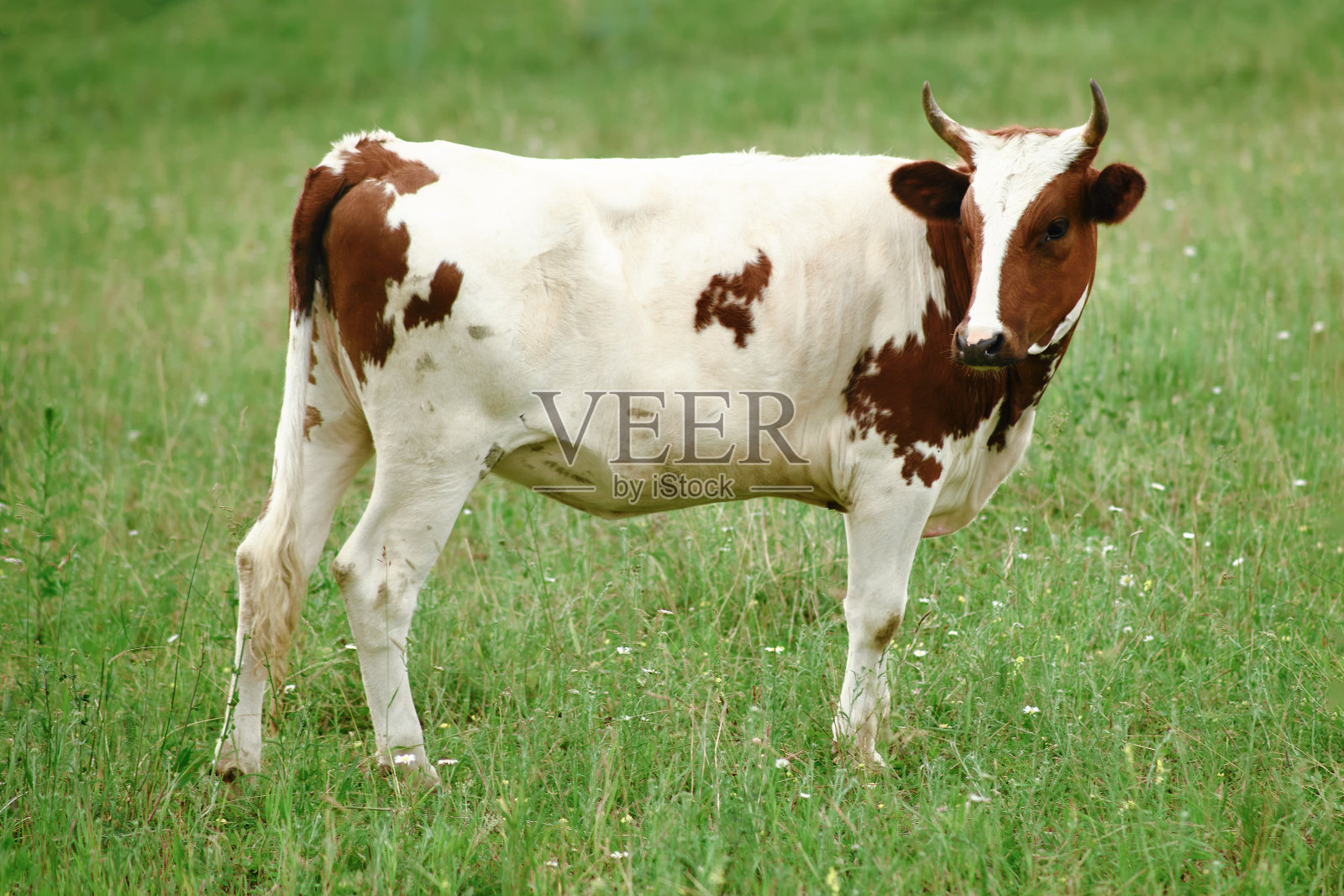 年幼而顽皮的小牛，在牧场上跟随它们的母亲，从小就学会吃草照片摄影图片