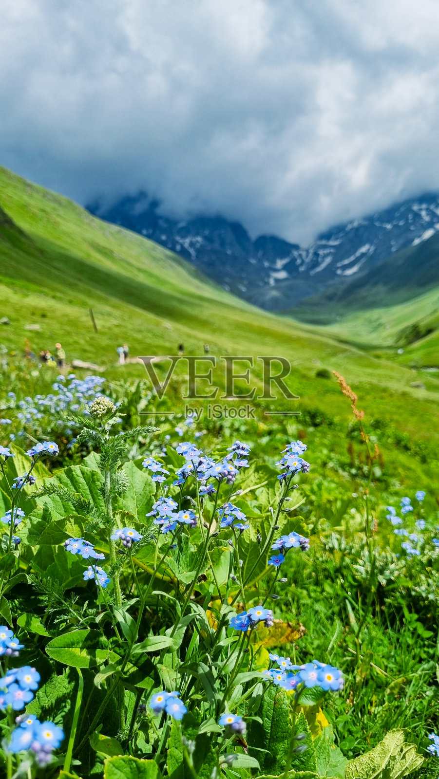 蓝色的小花在岩石和山脉的背景上。史诗般的云天照片摄影图片