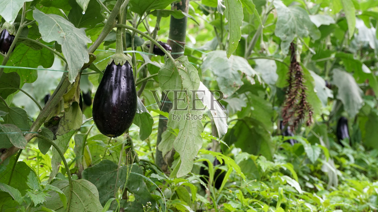 Jilo照片摄影图片