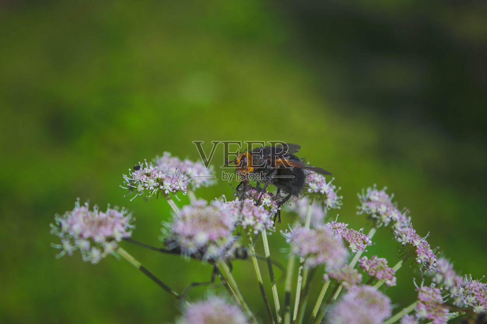 巨大的速蝇蝇在花序上的特写。Tachina grossa。照片摄影图片