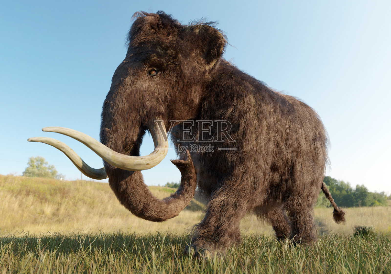 长毛猛犸象在草地上行走照片摄影图片