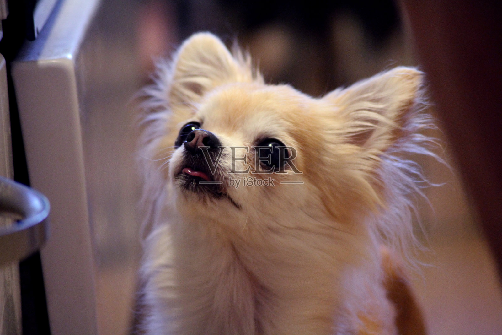多雨可爱的小吉娃娃照片摄影图片