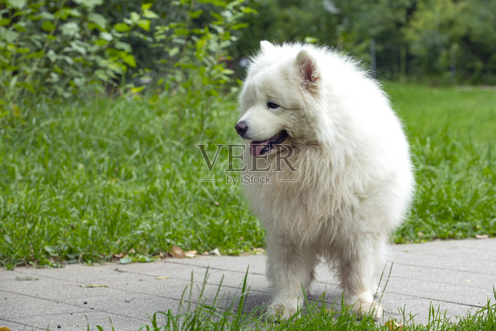 萨摩耶狗在公园里散步。照片摄影图片