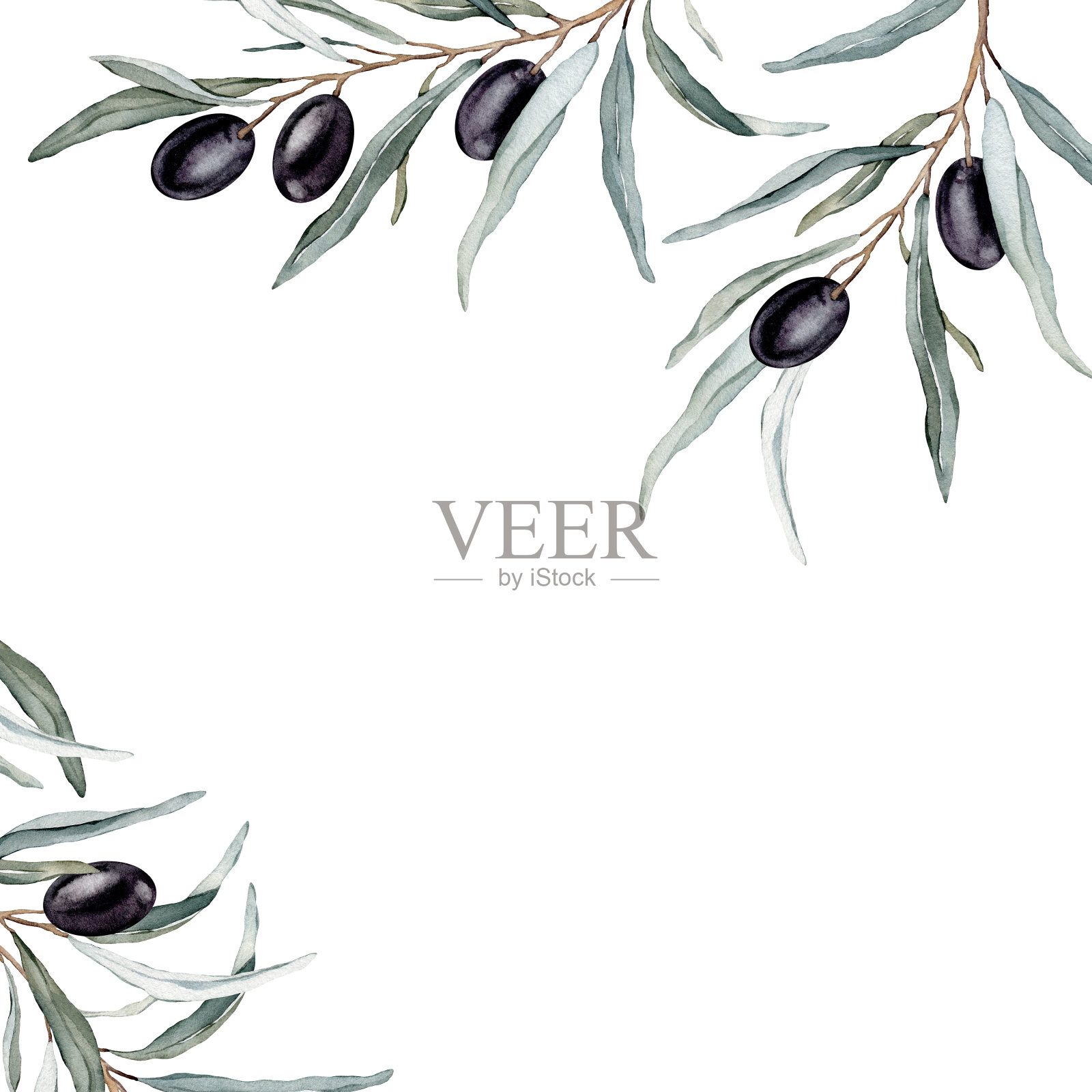 水彩横幅与黑色橄榄叶枝。水彩橄榄花束。装饰元素的贺卡。插图插画图片素材