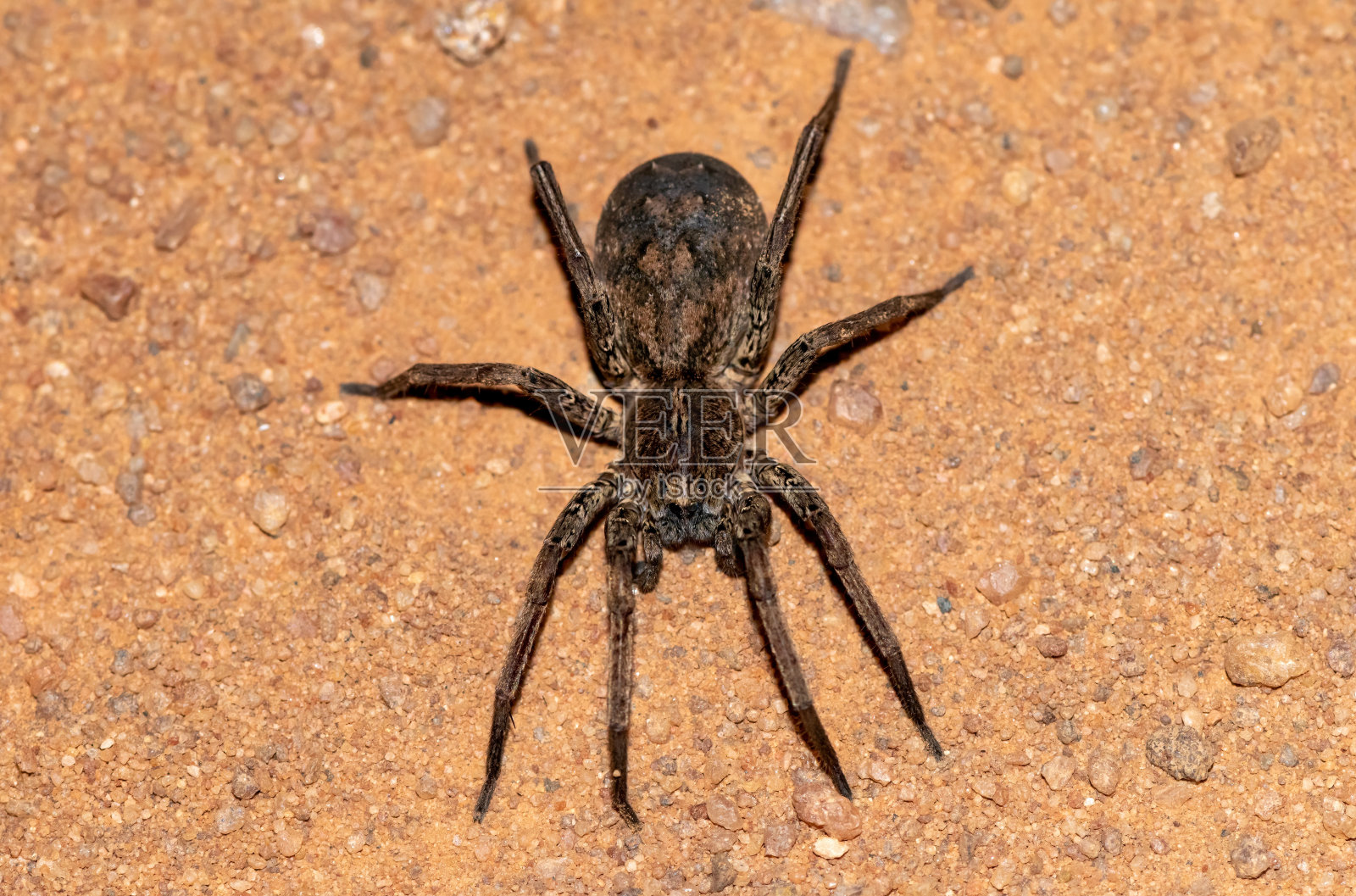 狼蛛(雪蛛科)照片摄影图片
