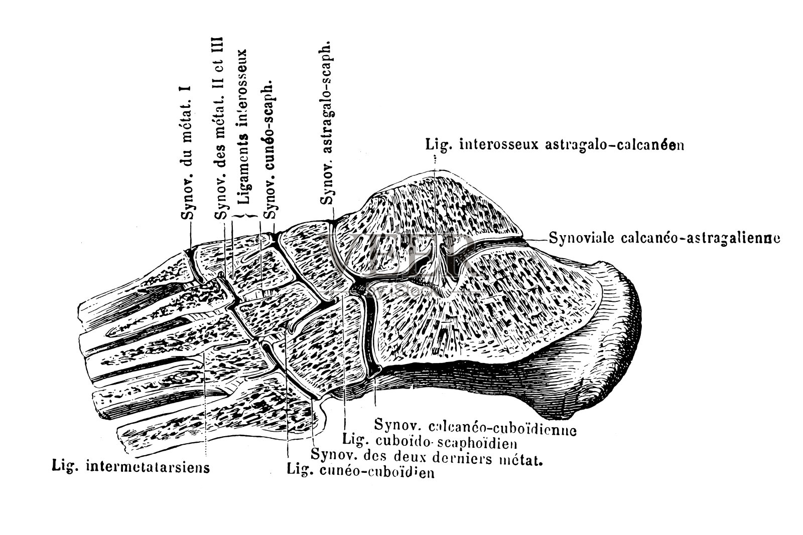 足骨关节的骨间韧带和滑膜插画图片素材