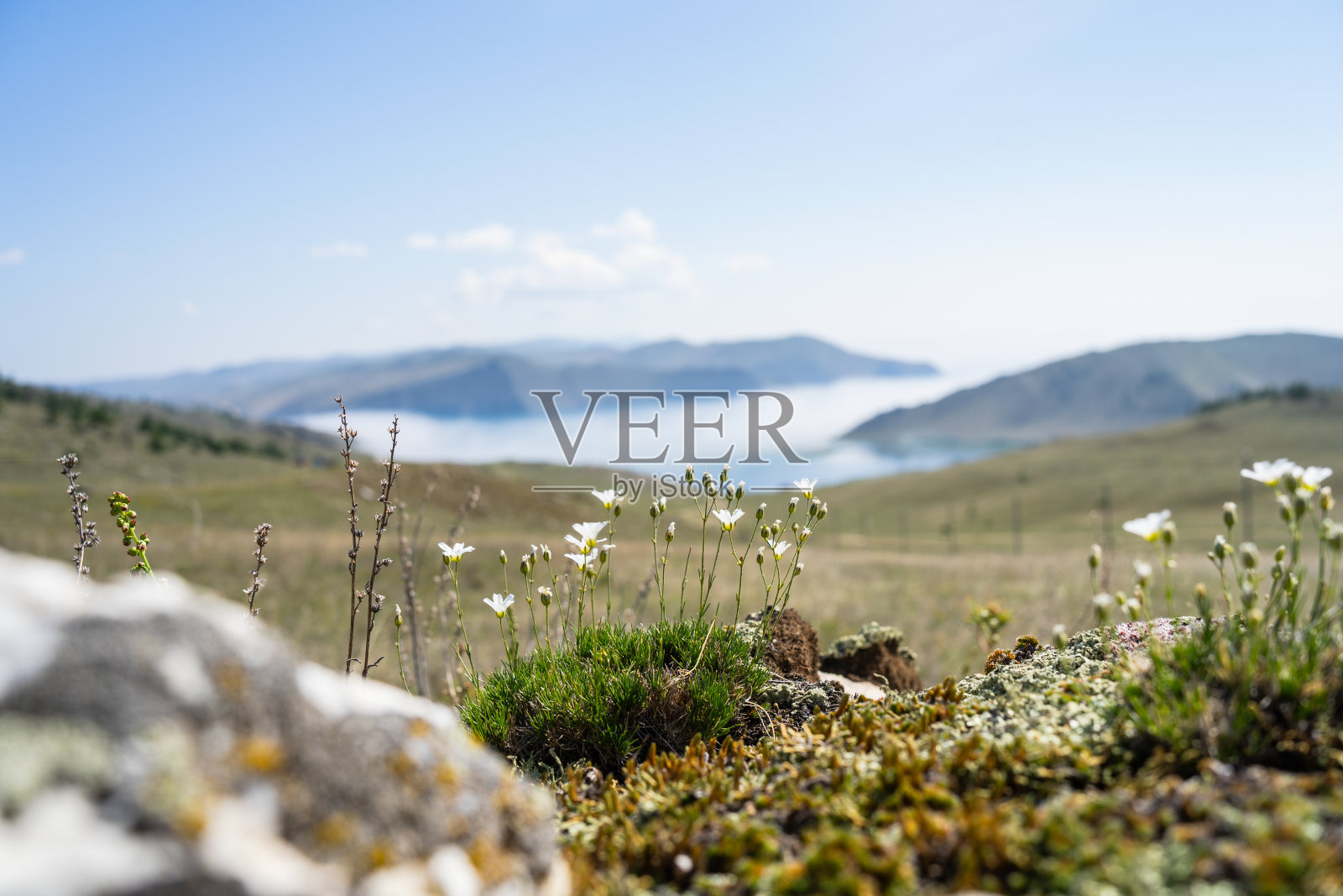 大自然中的白色花朵。春天的沙鼠，盛开在童子山。春天饿花(德拉巴是真的)。照片摄影图片