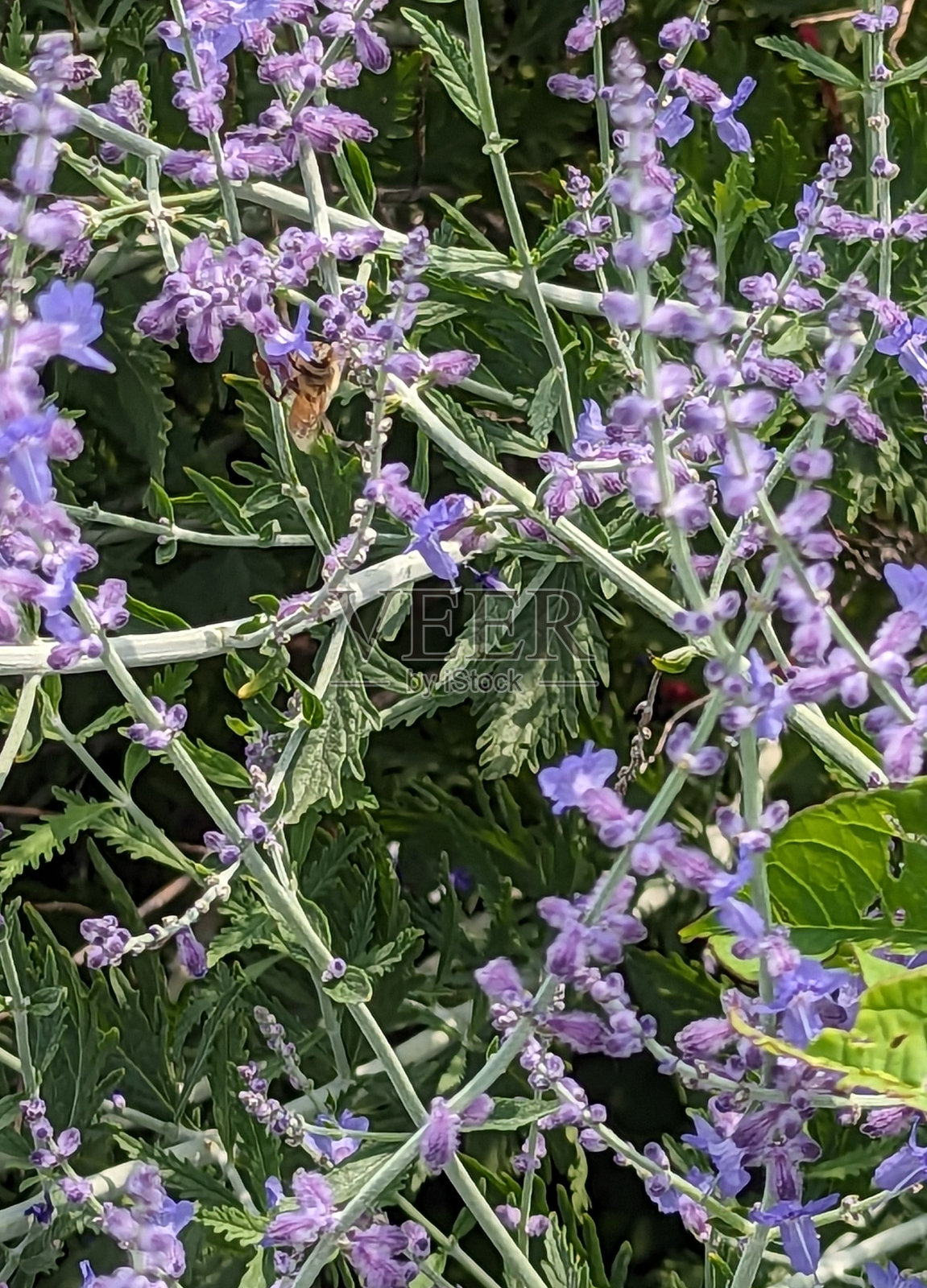 俄罗斯圣人和大黄蜂照片摄影图片