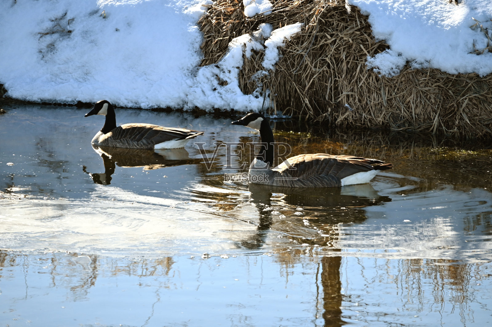 两只鹅游泳照片摄影图片