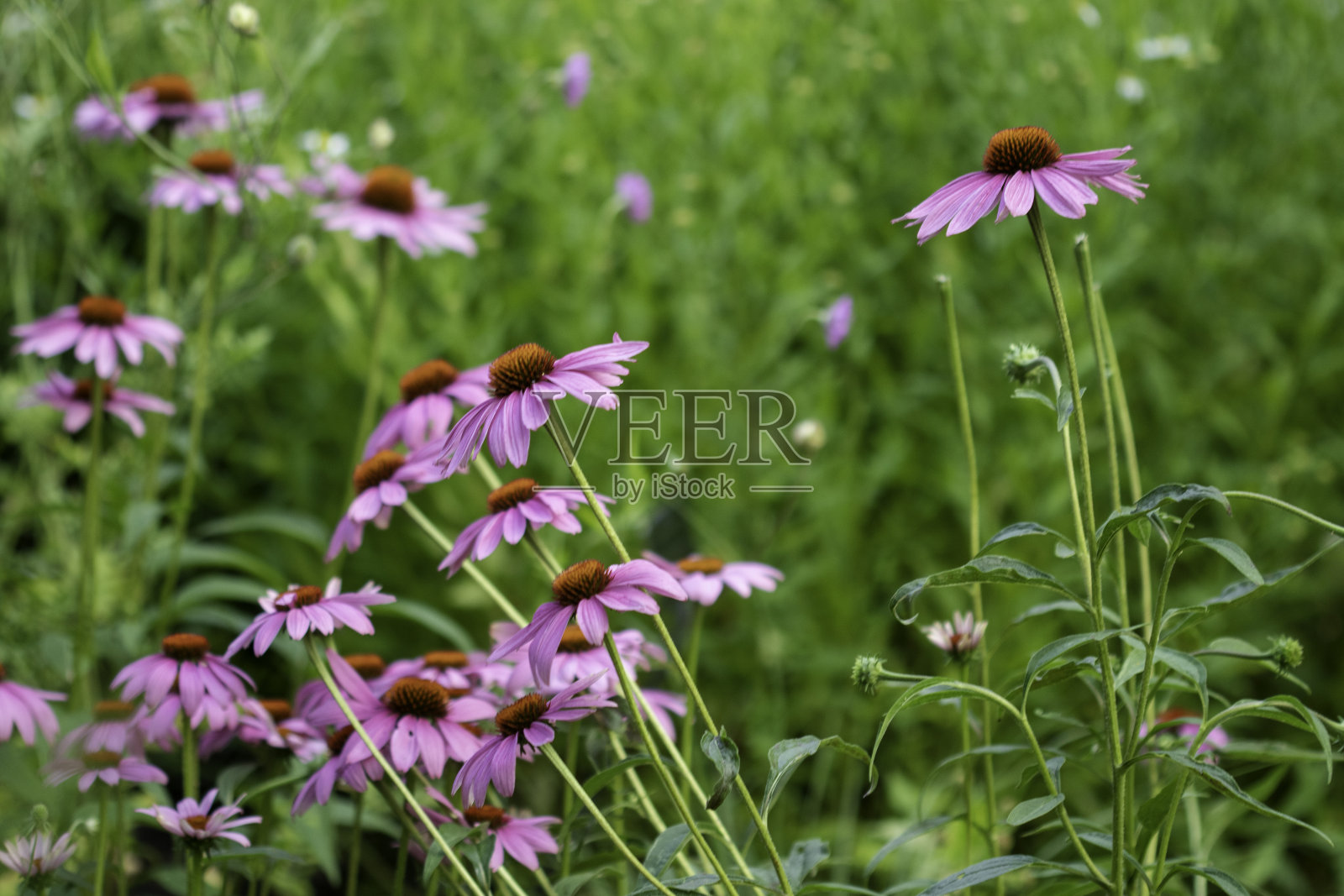 松果菊照片摄影图片