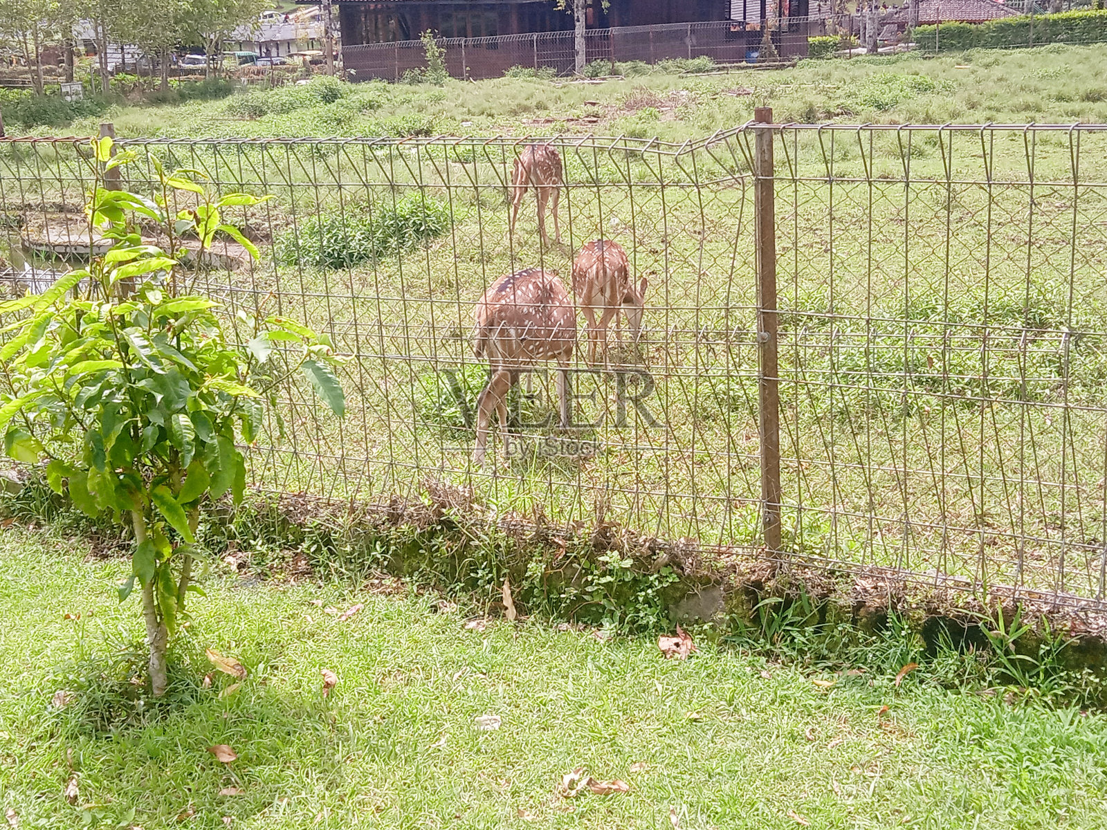 被照顾和保护的斑点鹿照片摄影图片