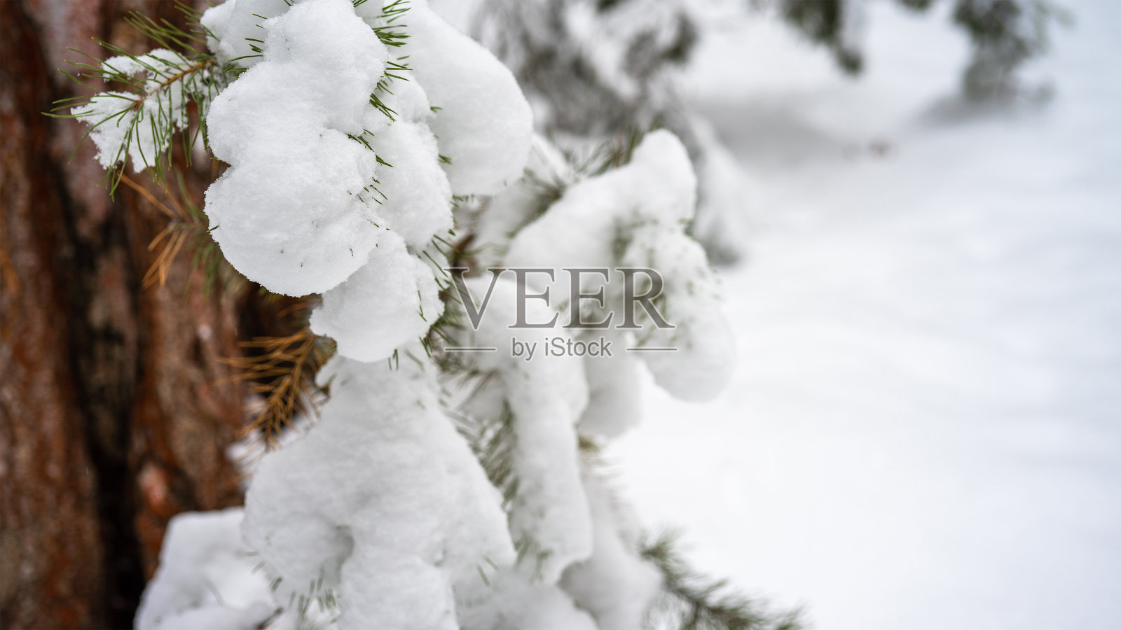 白雪覆盖的小松树在冬季森林的特写。雪地里照片摄影图片